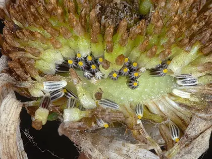 el fruto de la planta, en detalle