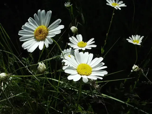 Margarita (Leucanthemum vulgare)
