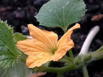 la flor de la planta, en detalle