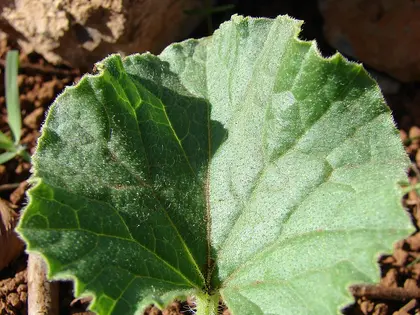la hoja de la planta, en detalle