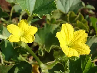 Melón (Cucumis melo)
