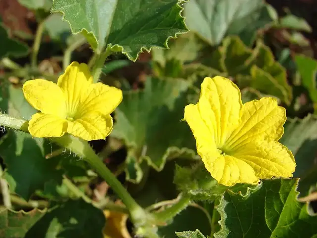Melón (Cucumis melo)