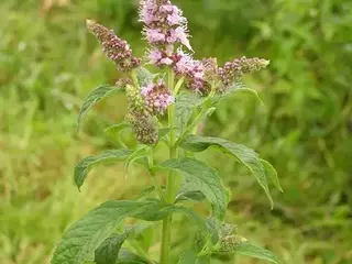 Menta (Mentha)