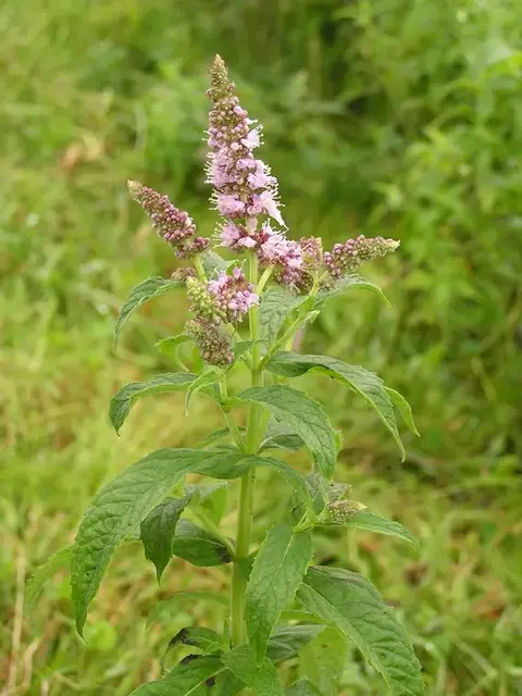 Menta (Mentha)
