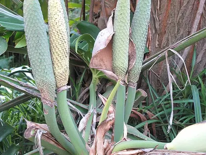 el fruto de la planta, en detalle