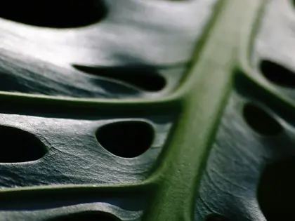 la hoja de la planta, en detalle