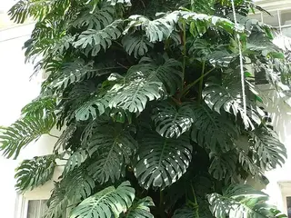 Monstera (Monstera deliciosa)