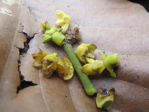 la flor de la planta, en detalle