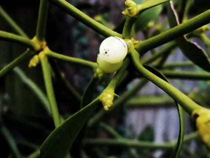 el fruto de la planta, en detalle