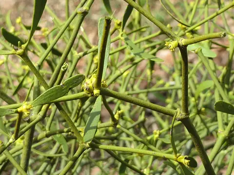 la hoja de la planta, en detalle