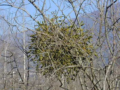 la planta de la planta, en detalle