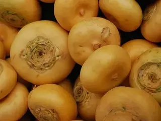 nabo (Brassica rapa)