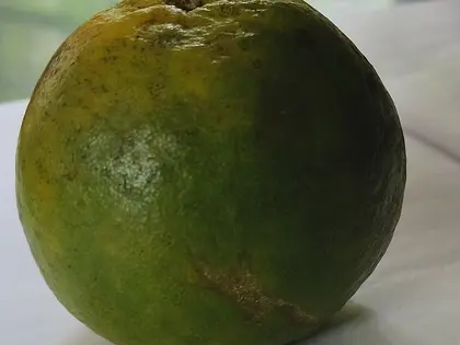 el fruto de la planta, en detalle