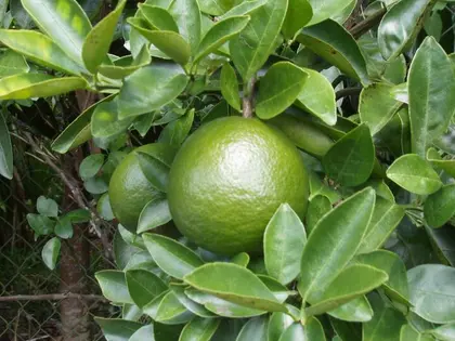 la planta de la planta, en detalle