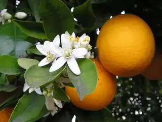 Naranjo (Citrus ×sinensis)