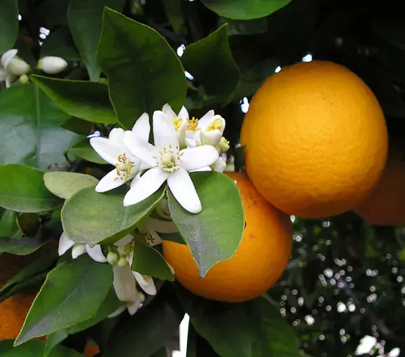 Naranjo (Citrus ×sinensis)