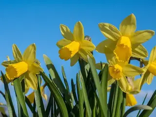 Narciso (Narcissus)