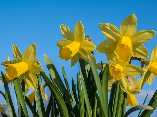 Narciso (Narcissus)