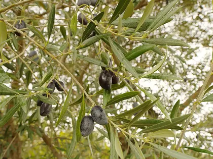 el fruto de la planta, en detalle