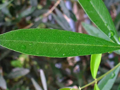 la hoja de la planta, en detalle