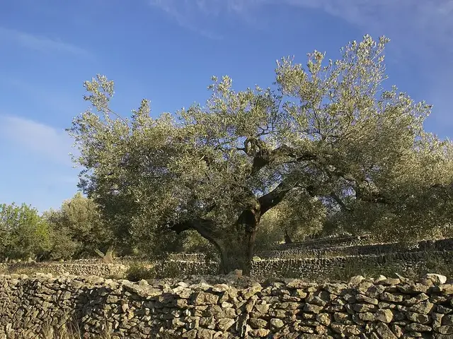 Olivo (Olea europaea)