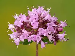 Orégano (Origanum vulgare)