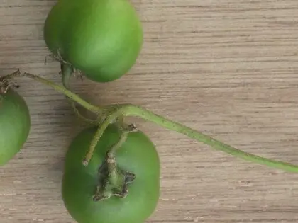 el fruto de la planta, en detalle
