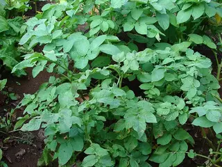 Patata (Solanum tuberosum)