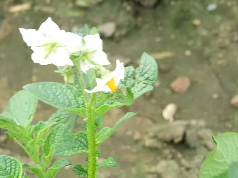 la flor de la planta, en detalle