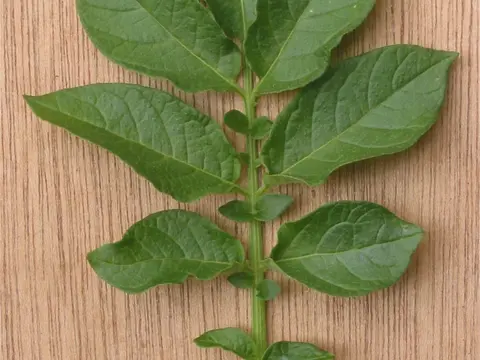 la hoja de la planta, en detalle