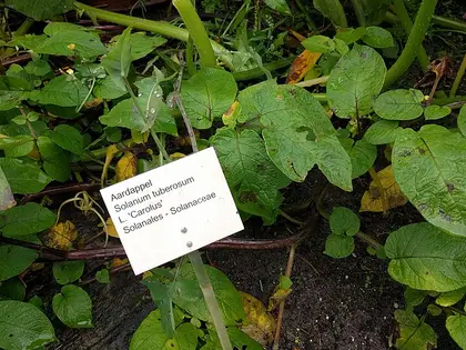 la planta de la planta, en detalle