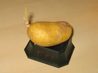 Patata verde (Solanum tuberosum)