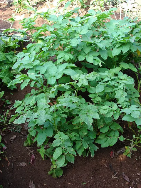 Patata (Solanum tuberosum)