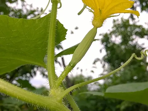 la flor de la planta, en detalle