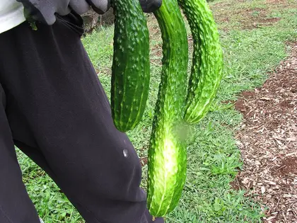 el fruto de la planta, en detalle