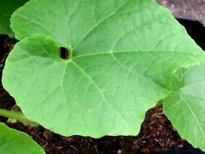 la hoja de la planta, en detalle