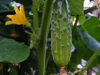 Pepino (Cucumis sativus)