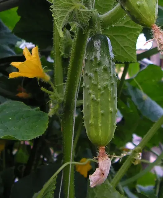 Pepino (Cucumis sativus)