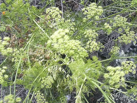 la flor de la planta, en detalle