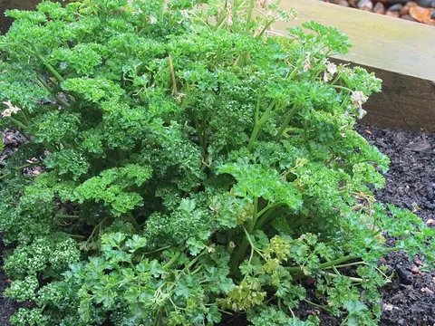 la hoja de la planta, en detalle