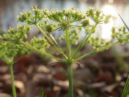la planta de la planta, en detalle