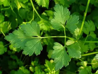 Perejil (Petroselinum crispum)