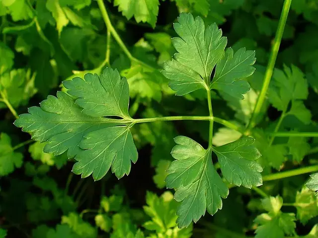 Perejil (Petroselinum crispum)