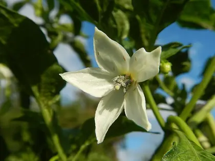 la flor de la planta, en detalle
