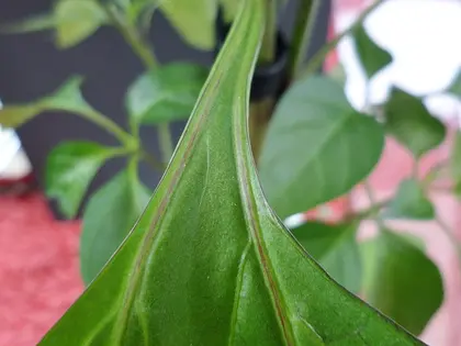 la hoja de la planta, en detalle
