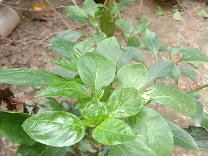 la planta de la planta, en detalle