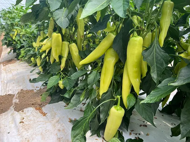 Pimiento (Capsicum annuum)