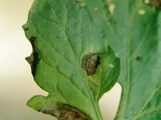 Alternaria (Alternaria solani)