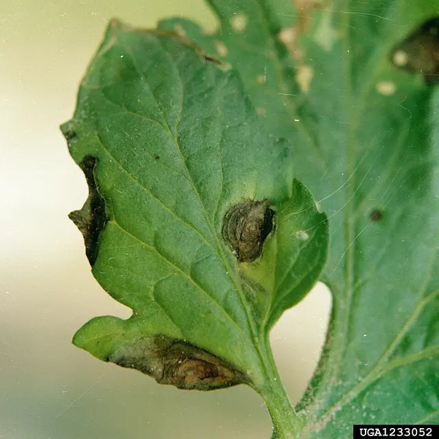 Alternaria (Alternaria solani)