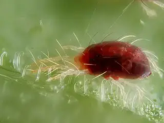Araña roja (Tetranychus urticae)